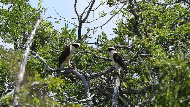 Laughing Falcon - ML470187171