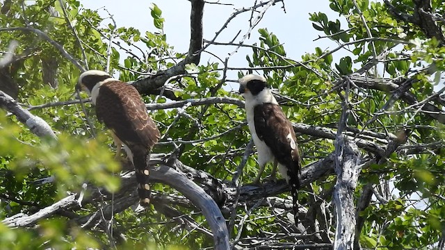 Laughing Falcon - ML470187231