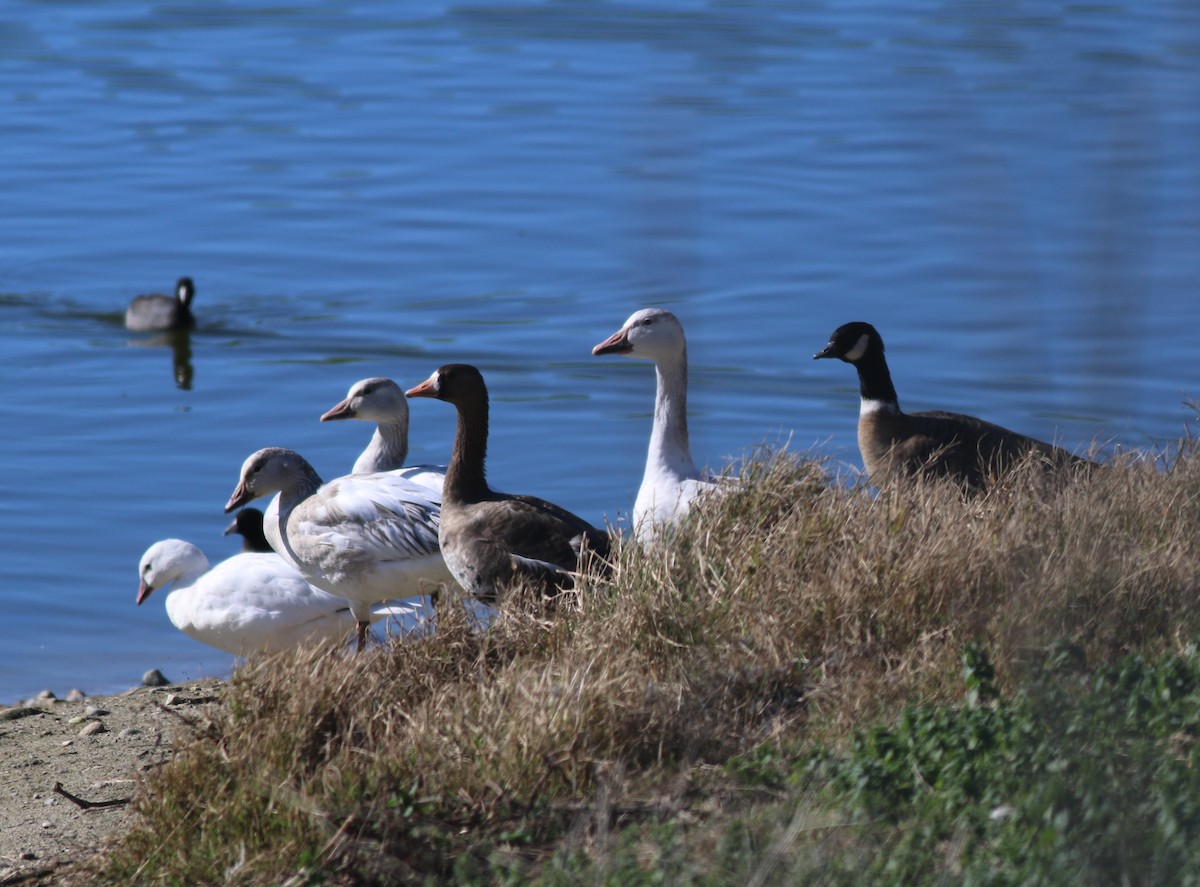 אווז שלג - ML47018761