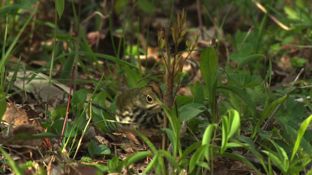 Ovenbird - ML470188