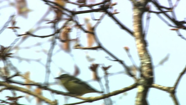 Cerulean Warbler - ML470189