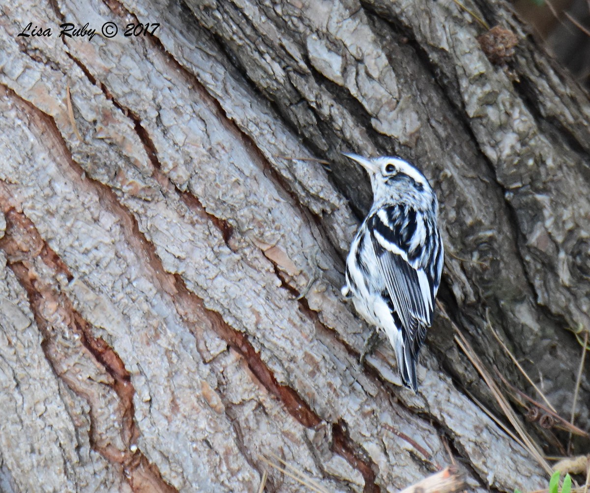 Black-and-white Warbler - Lisa Ruby