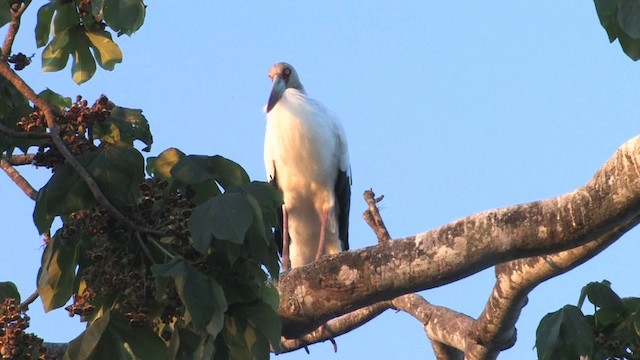 Maguari Stork - ML470196