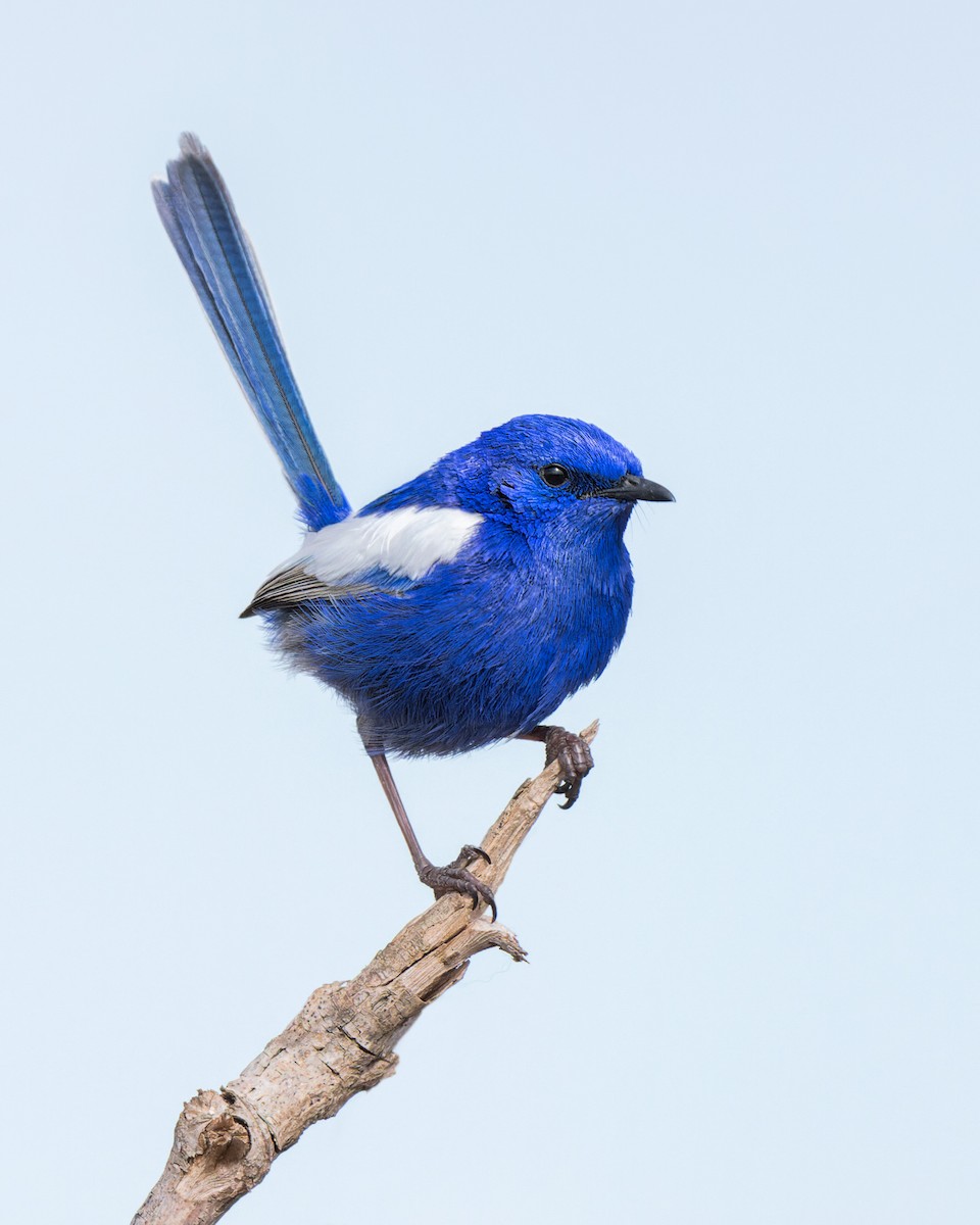 White-winged Fairywren - Ricky Goodyear
