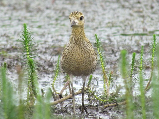 Pacific Golden-Plover - ML47019621