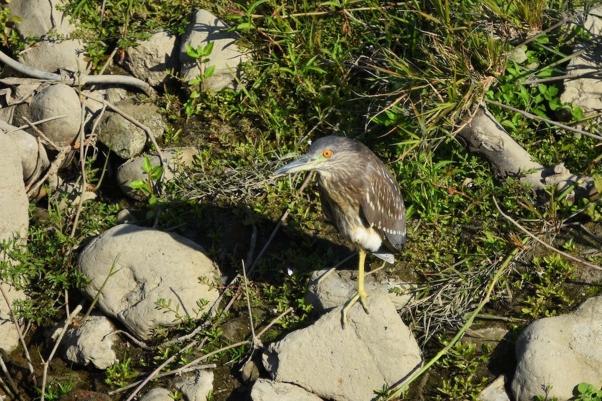 夜鷺(nycticorax) - ML470196371