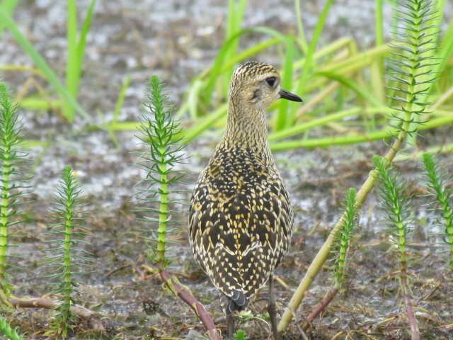 Pacific Golden-Plover - ML47019761