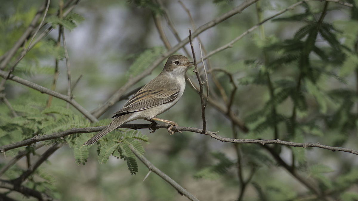 Greater Whitethroat - ML470198601