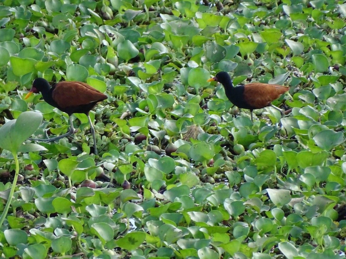 Wattled Jacana - ML470199431