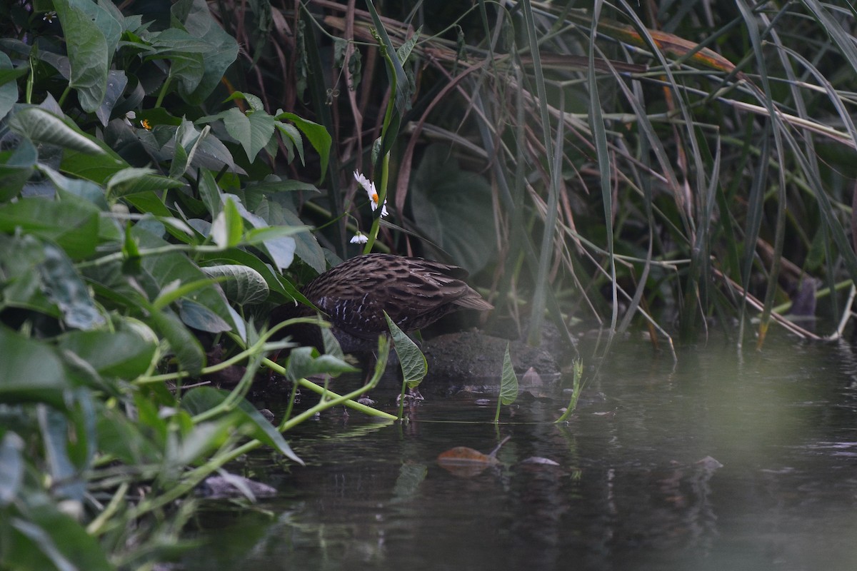 Brown-cheeked Rail - ML470202201