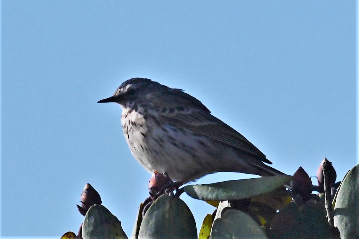 Rosy Pipit - ML470203101