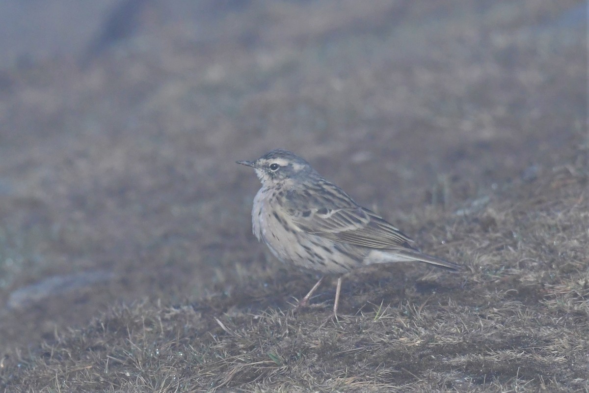 Rosy Pipit - ML470203111