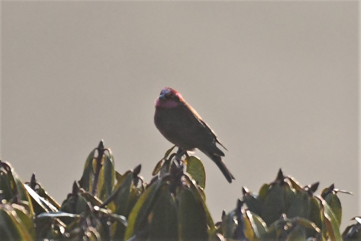 Dark-breasted Rosefinch - ML470203141