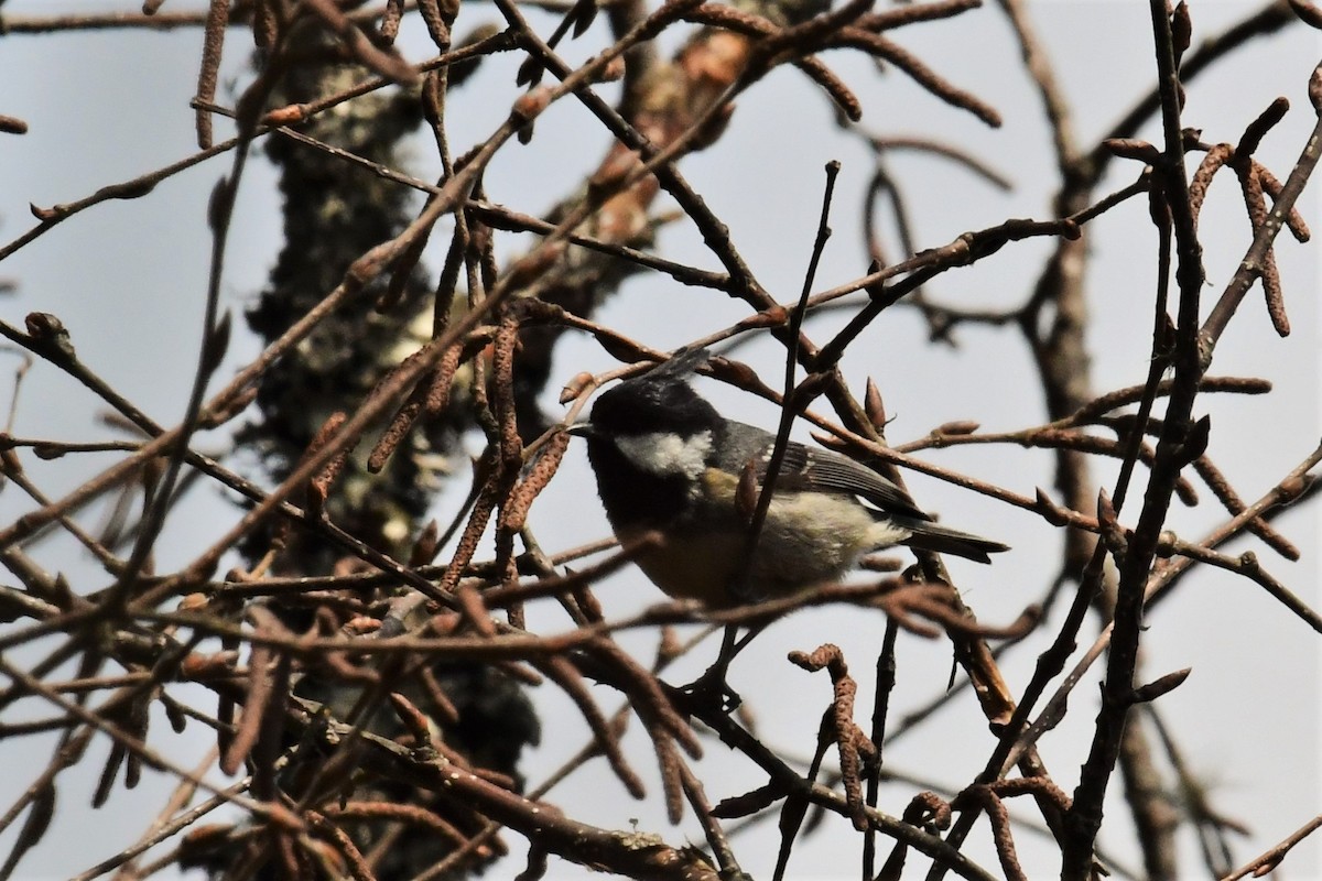 Coal Tit (Himalayan) - Anirban  Bhaduri