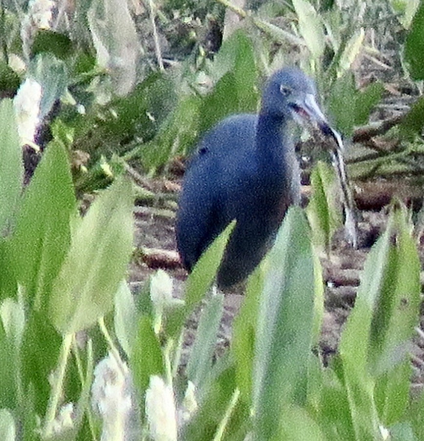 Little Blue Heron - ML470203221