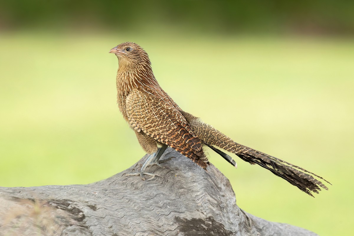 Pheasant Coucal - ML470203941