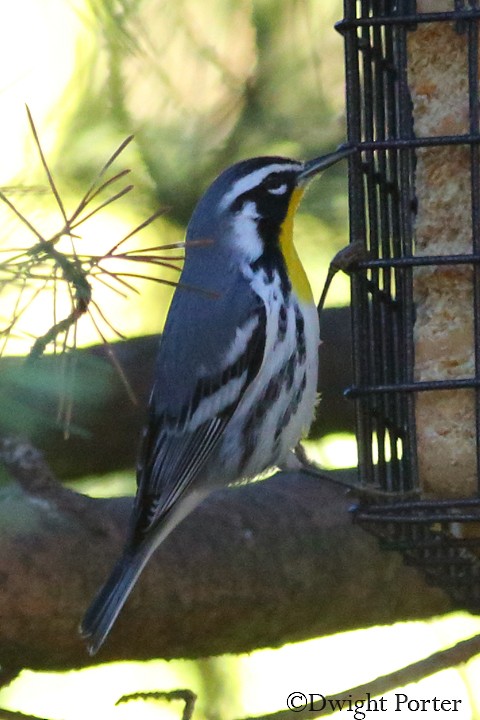 Yellow-throated Warbler - Dwight Porter