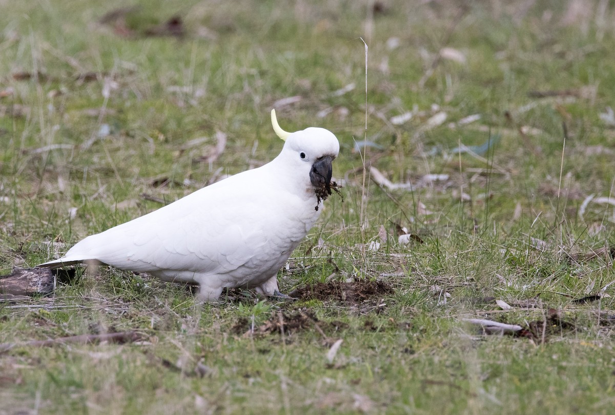 Sulphur-crested Cockatoo - ML470204211