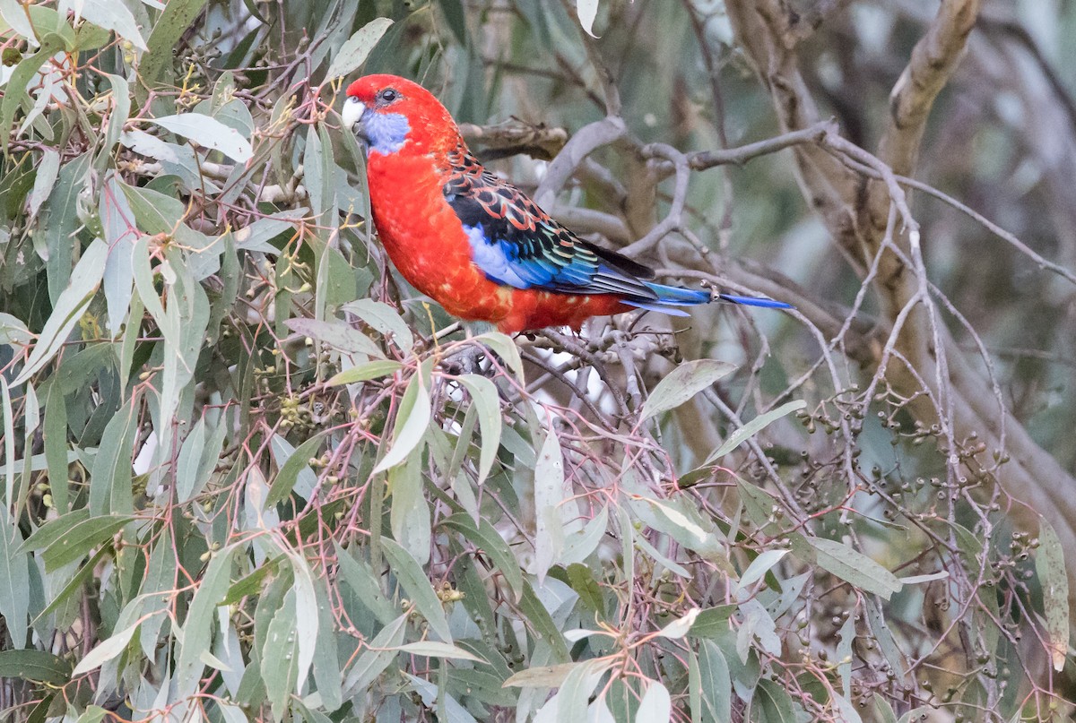 Crimson Rosella - Chris Barnes