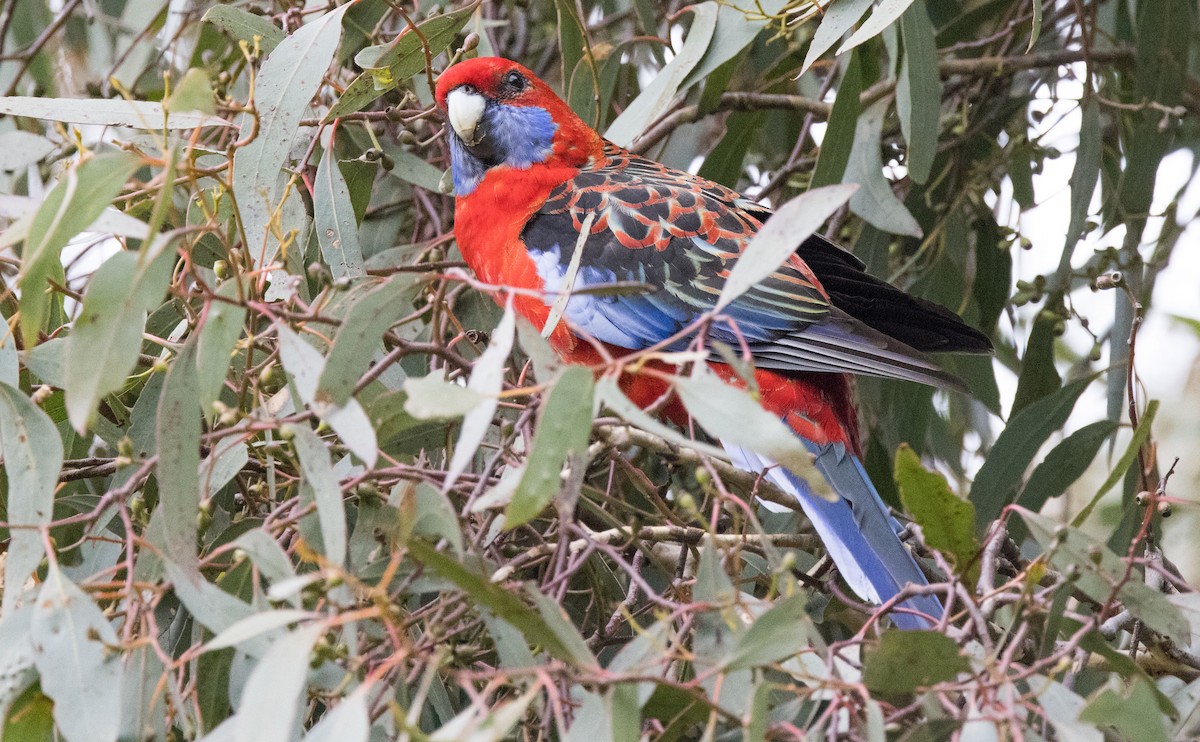 Crimson Rosella - Chris Barnes