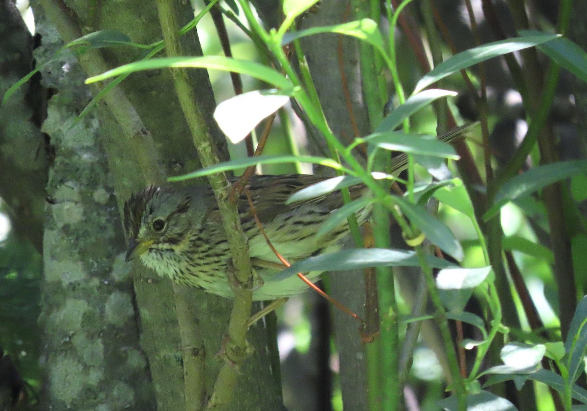 Lincoln's Sparrow - ML470206221