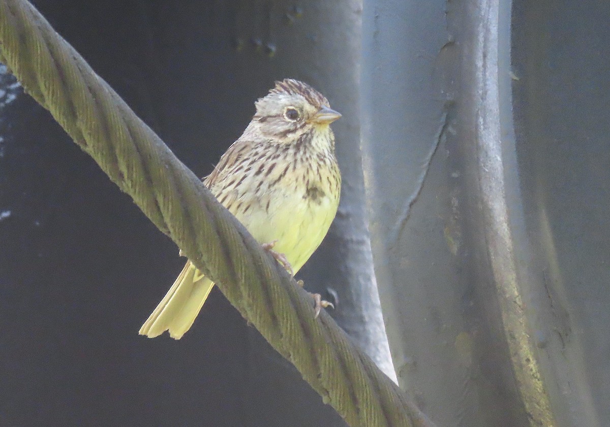 Lincoln's Sparrow - ML470206241