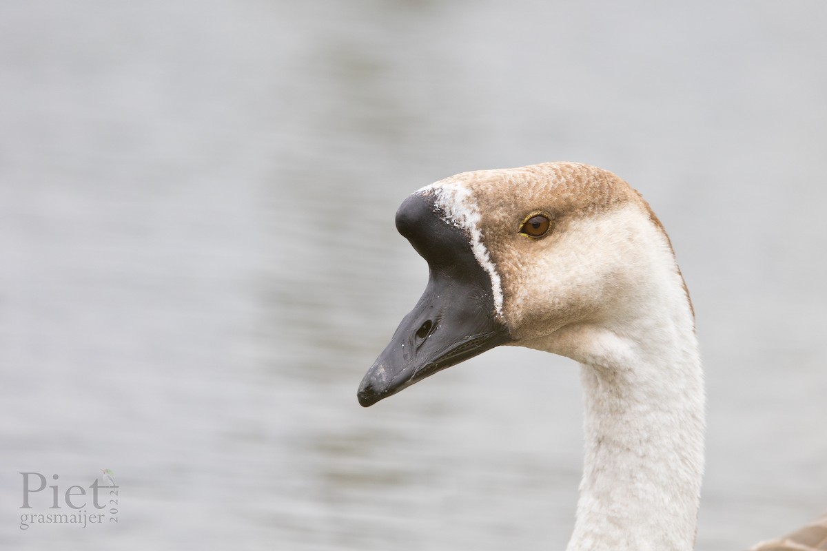 Swan Goose (Domestic type) - ML470206731