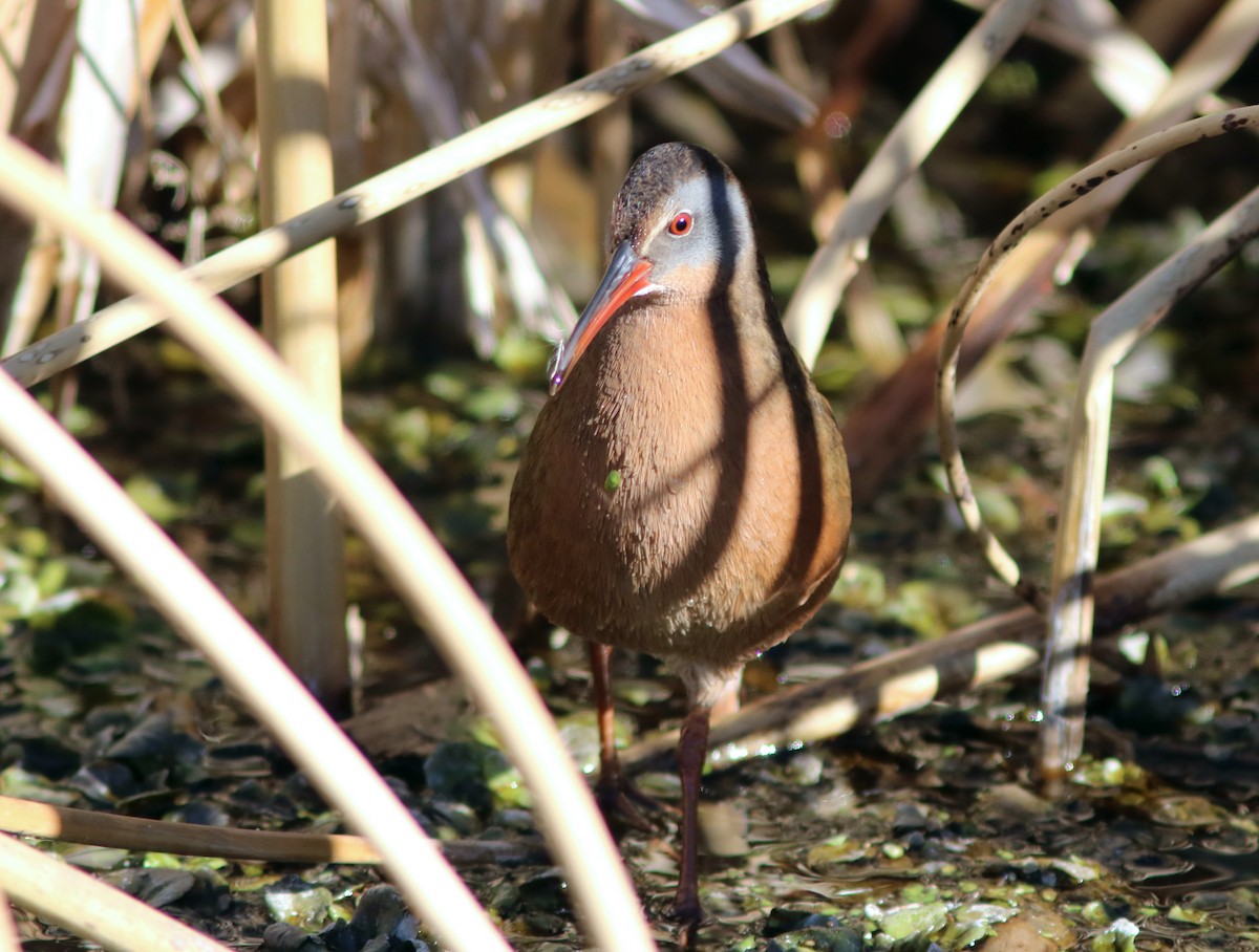 Virginia Rail - ML47020761