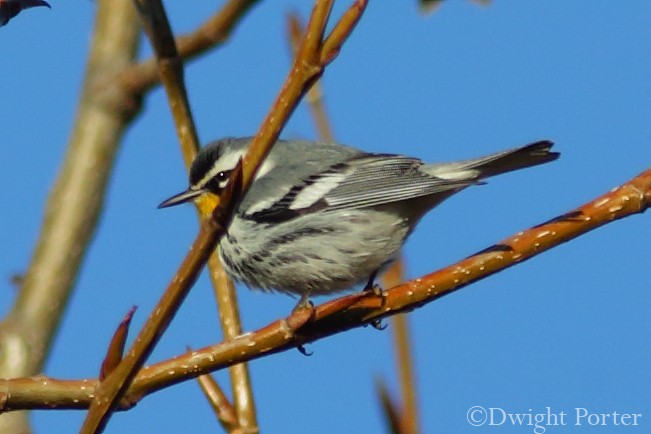 Yellow-throated Warbler - Dwight Porter
