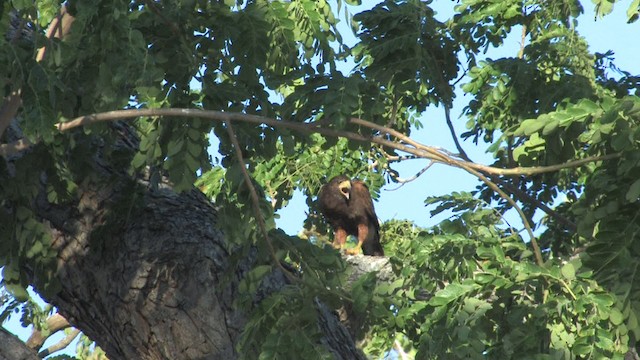 Harris's Hawk (Bay-winged) - ML470209