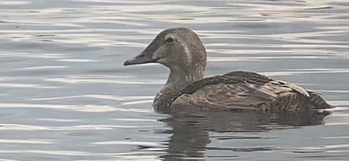 King Eider - David Gulick