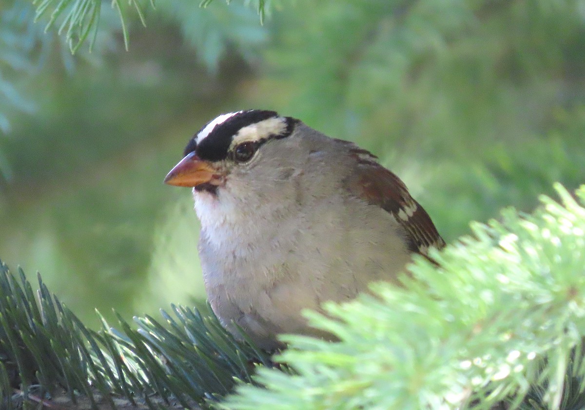White-crowned Sparrow (oriantha) - ML470209501