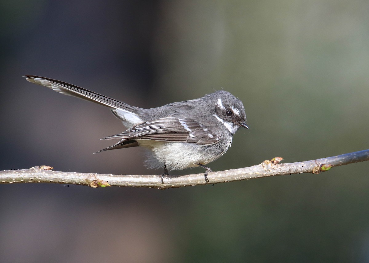 Gray Fantail - Felix Watson