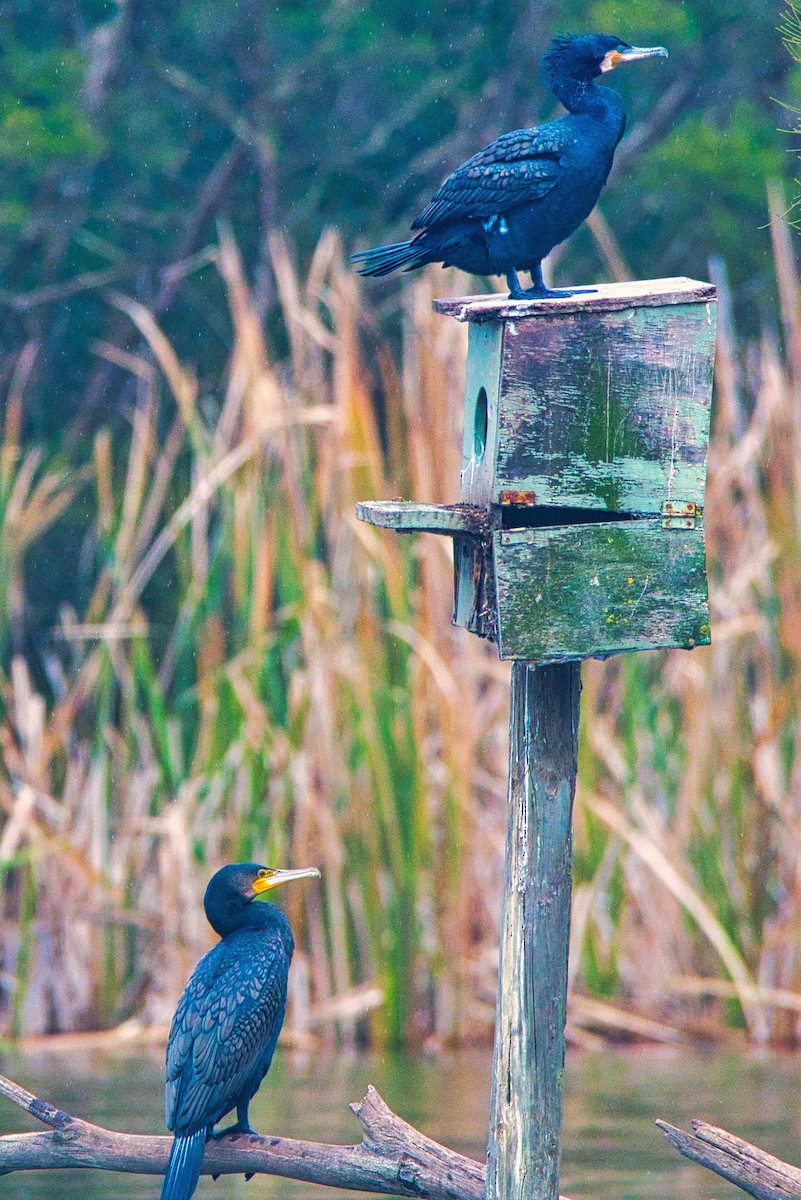 Great Cormorant (Australasian) - ML470210551