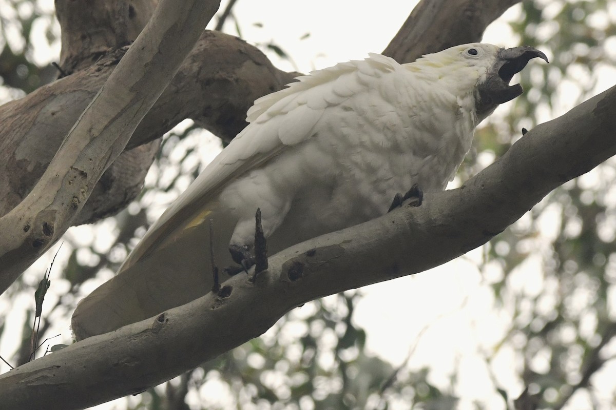 Cacatúa Galerita - ML470210691