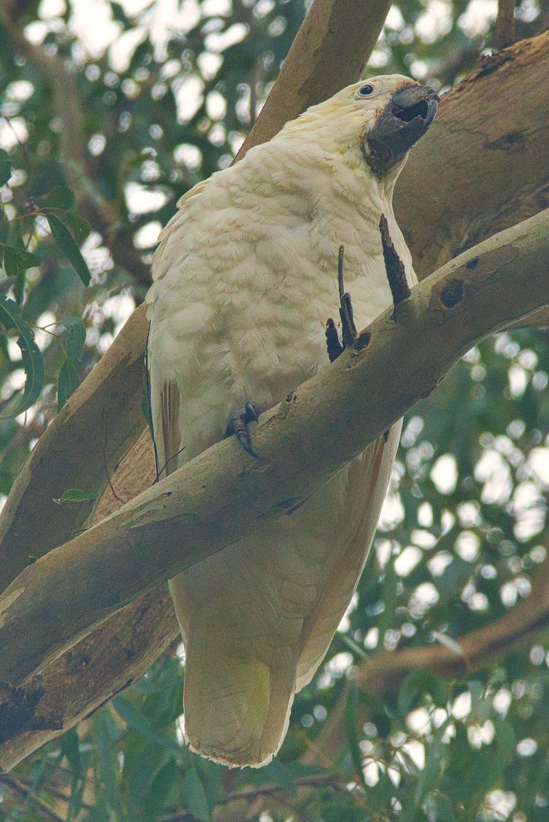 Sulphur-crested Cockatoo - ML470210701