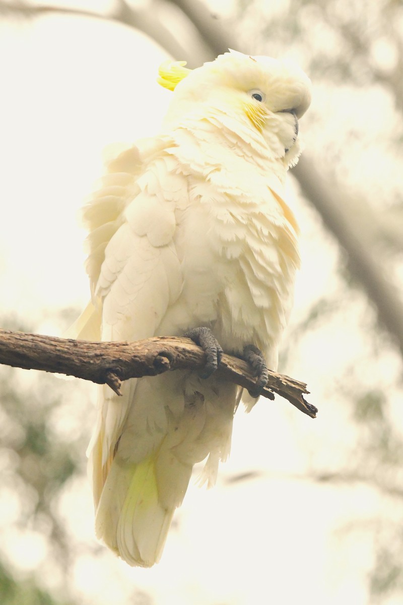 Sulphur-crested Cockatoo - ML470210711