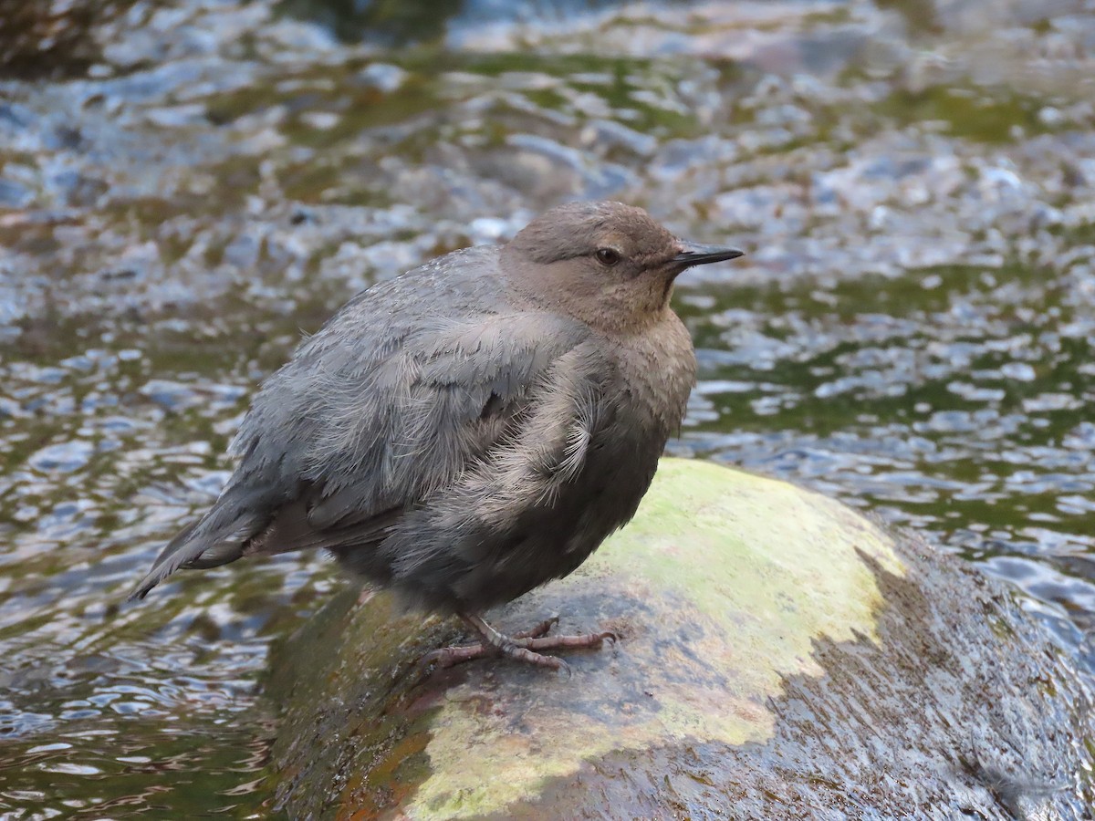 American Dipper - ML470211001