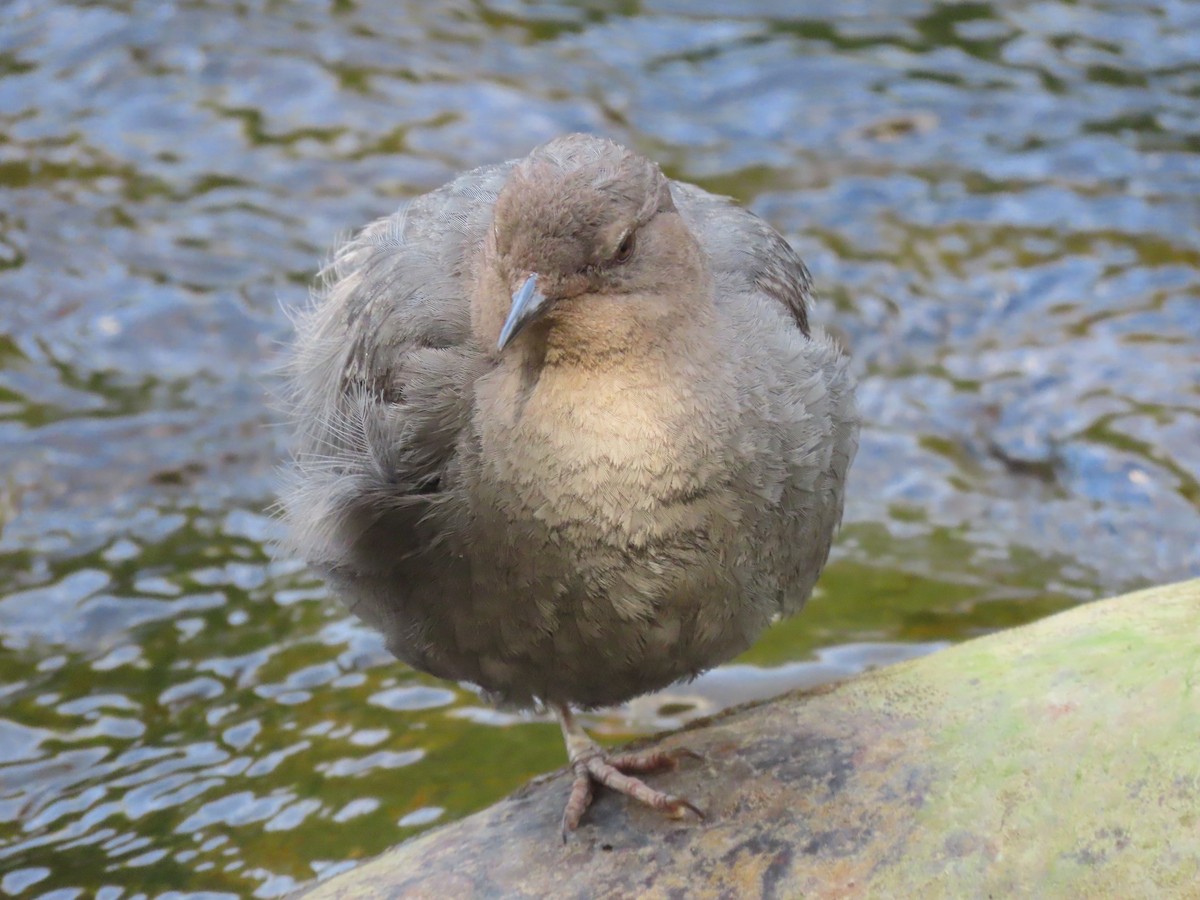 American Dipper - ML470211111