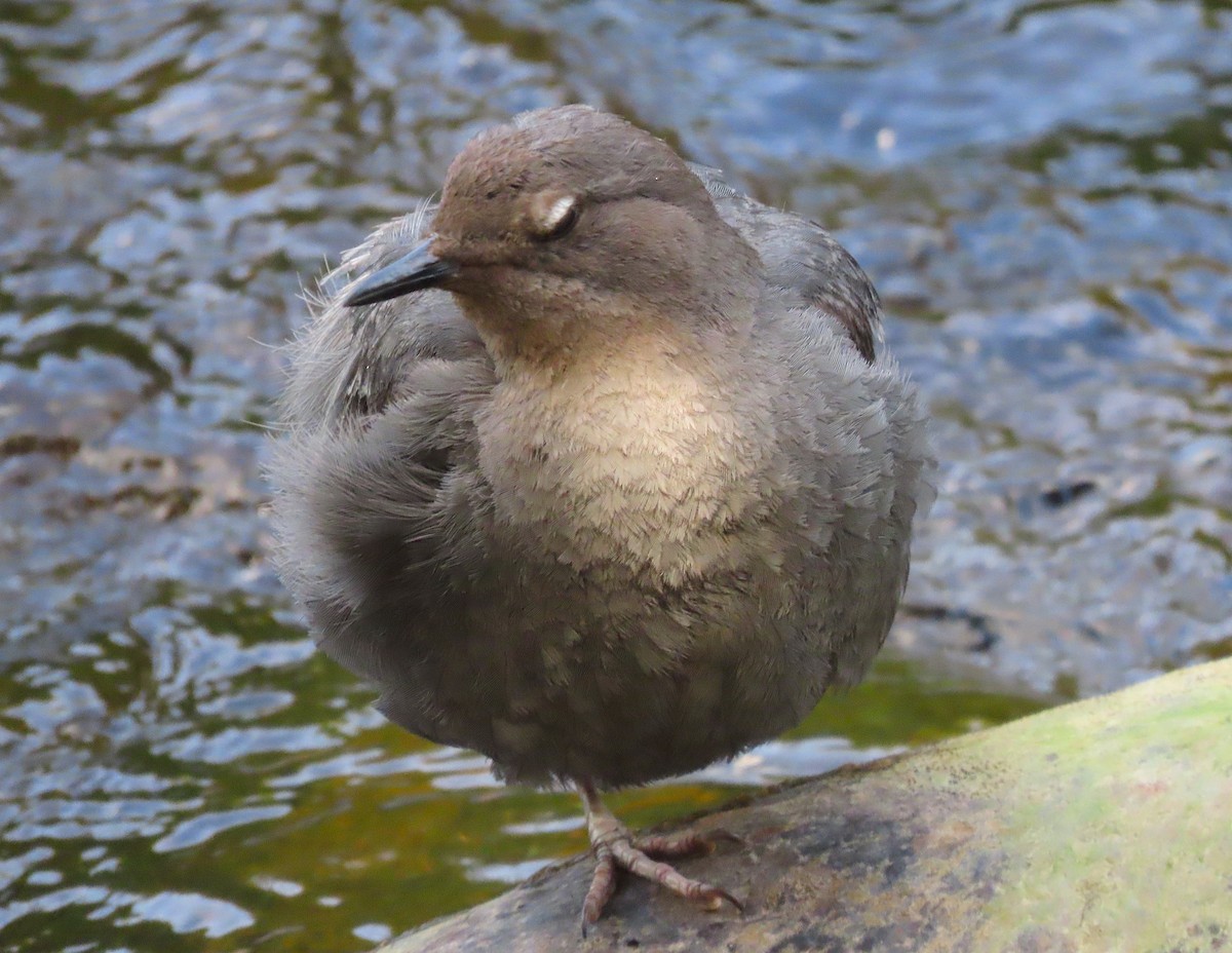 American Dipper - ML470211141