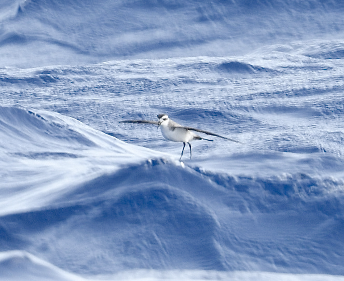 White-faced Storm-Petrel - ML470211201