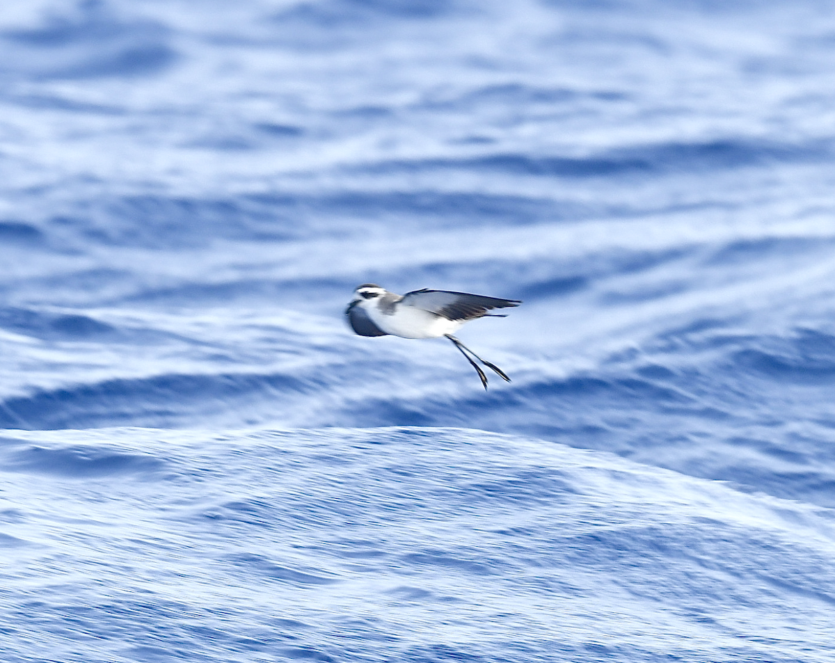 White-faced Storm-Petrel - ML470211871