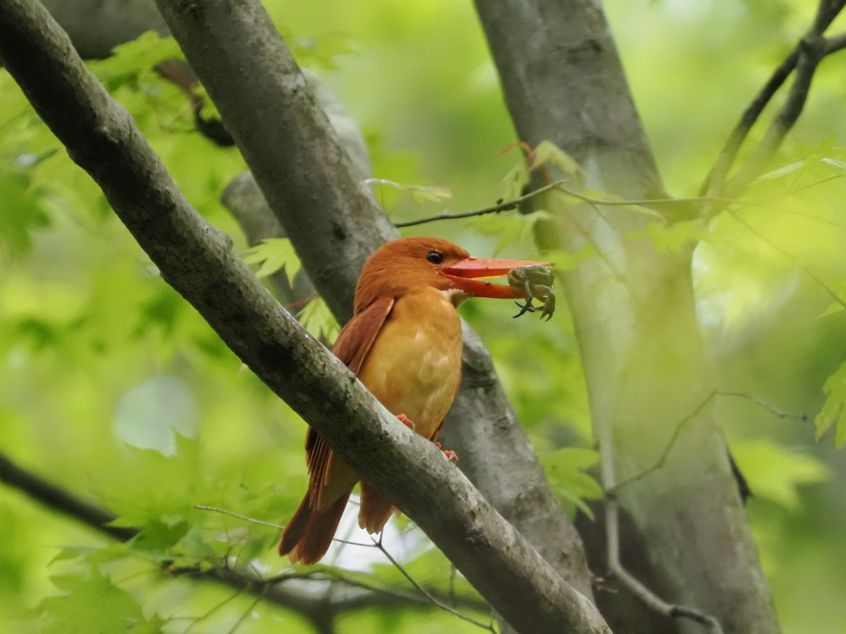 Ruddy Kingfisher - ML470212011