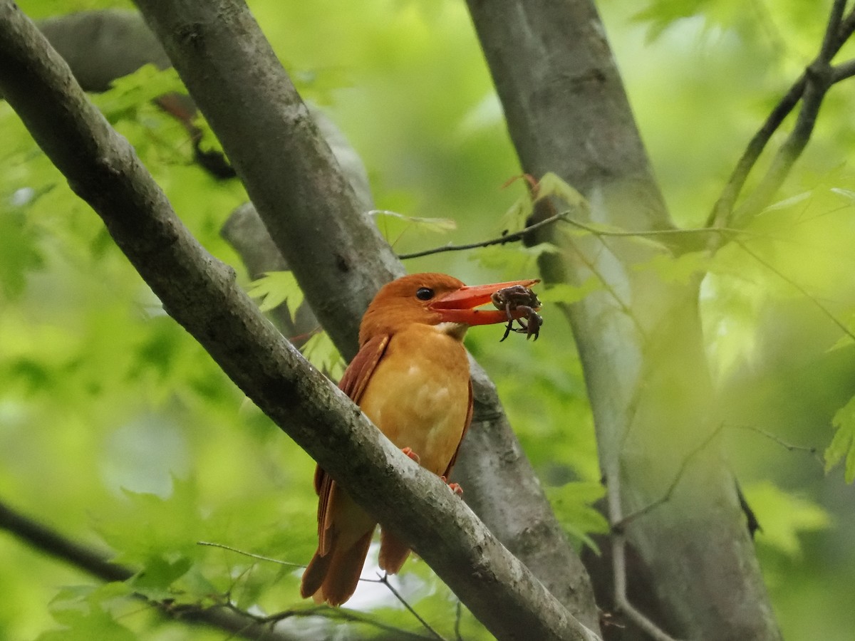 Ruddy Kingfisher - ML470212051