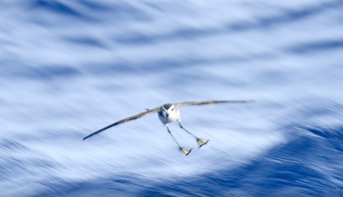 White-faced Storm-Petrel - ML470212271