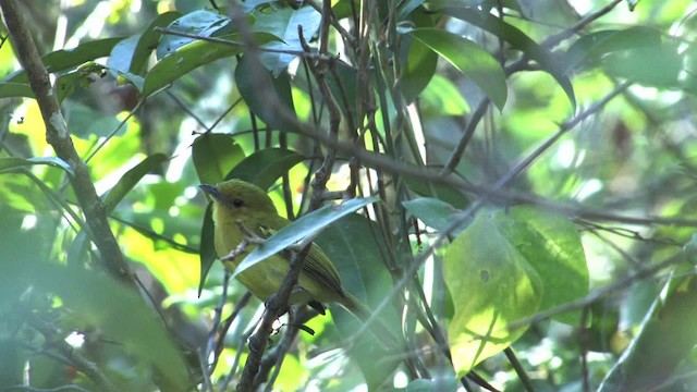 Tyranneau à poitrine jaune - ML470213