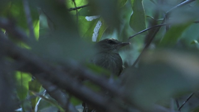 Fuscous Flycatcher (Fuscous) - ML470214