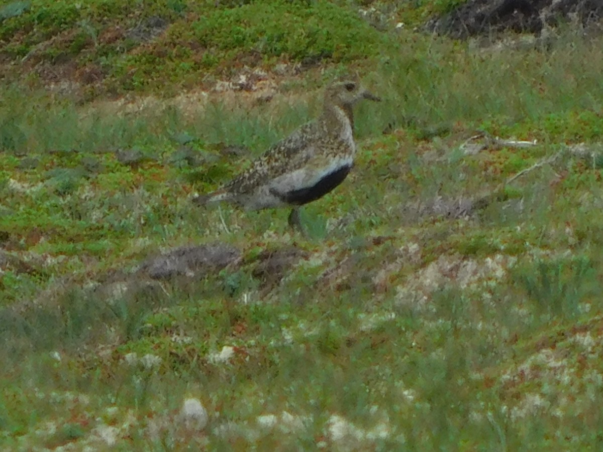 European Golden-Plover - ML470214251