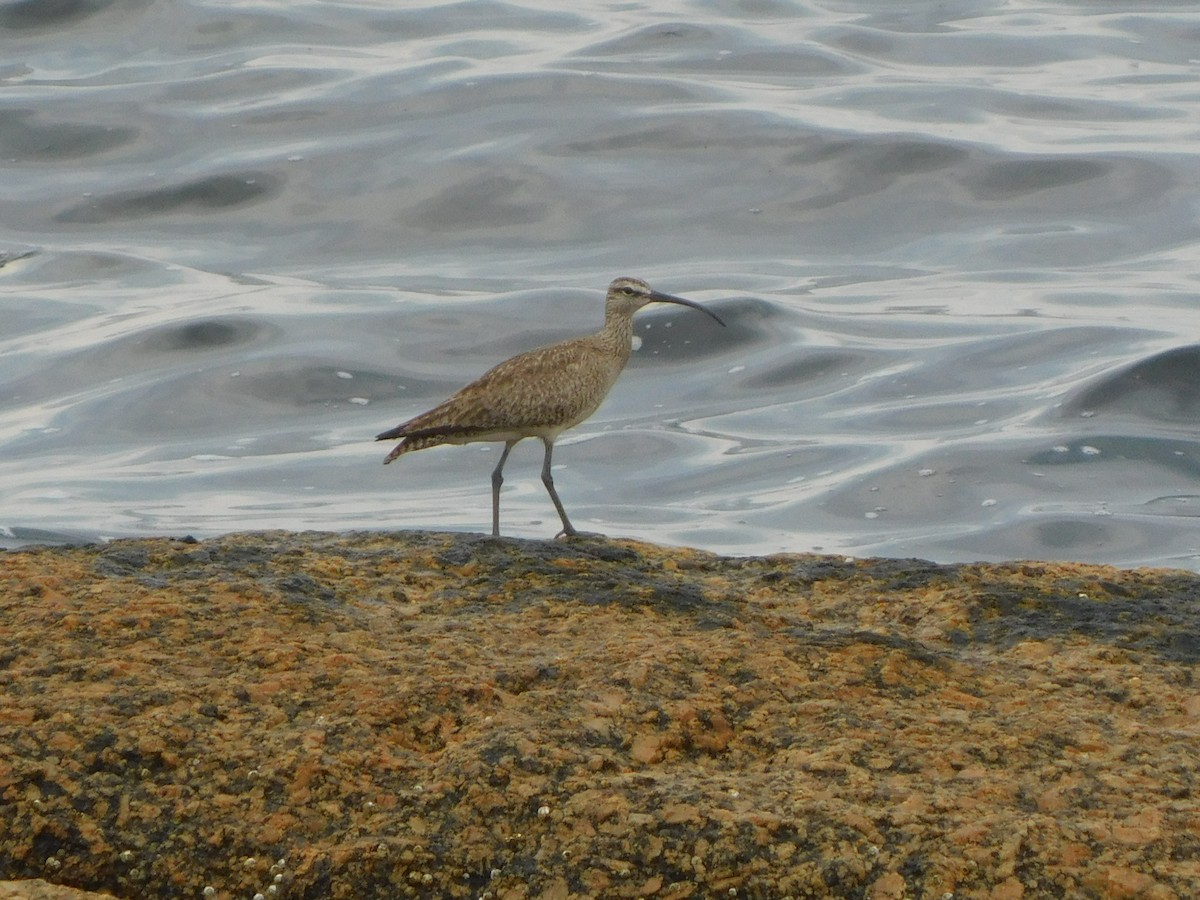 koliha hudsonská - ML470214351