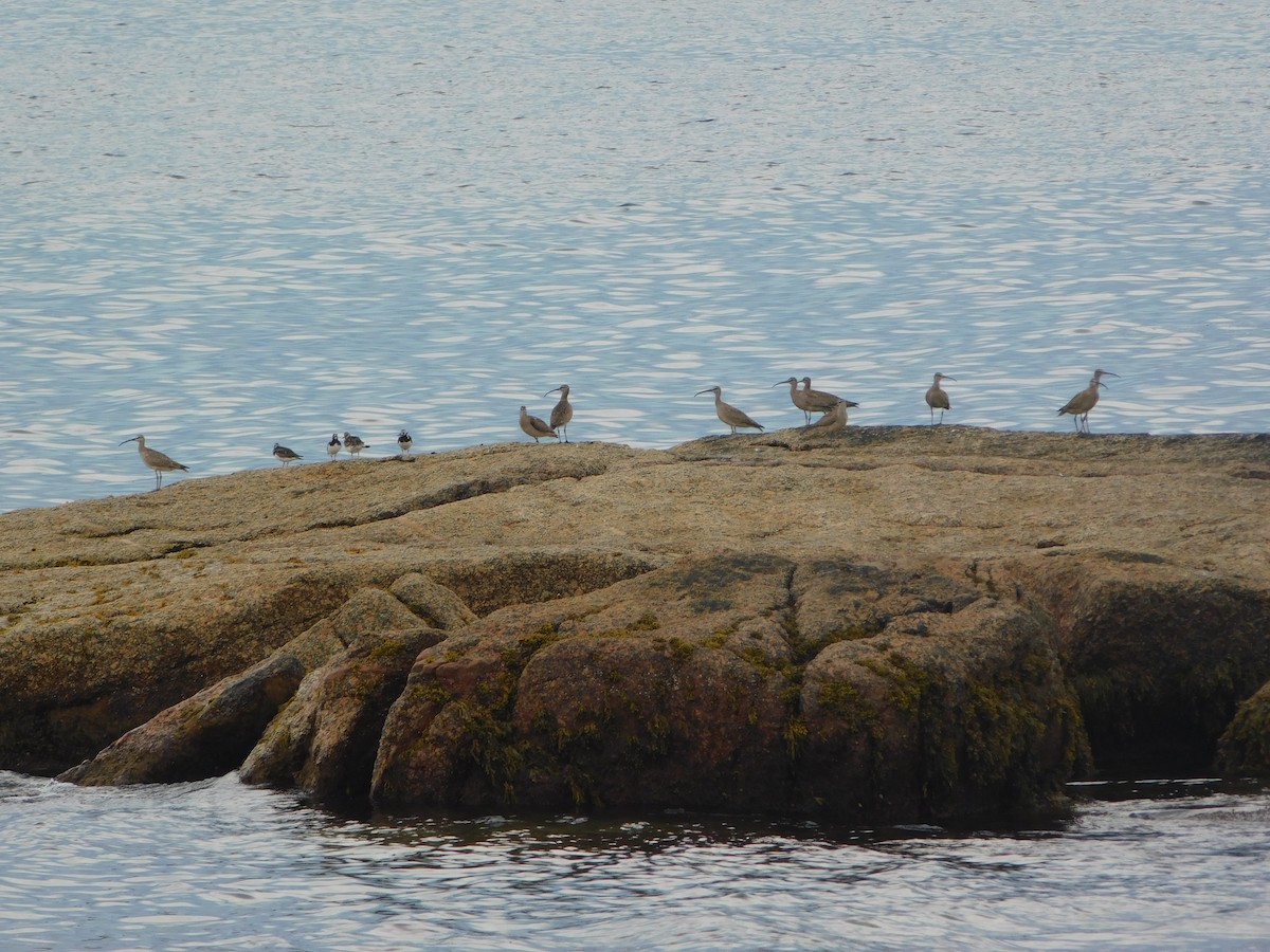 koliha hudsonská - ML470214471